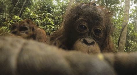 orangutan selfie photos A few incrediible photos taken my a Borneo ...