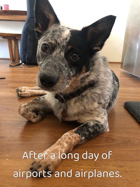 How Long Does Dog Fear Period Last