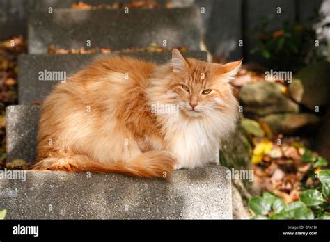 domestic cat, house cat, Norwegian Forest cat (Felis silvestris f ...