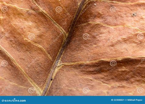 leaf texture macro stock image image  change