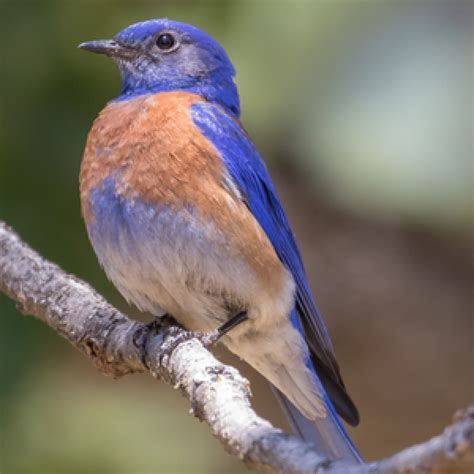 25 Amazing Pictures of Bluebirds - American Bird Conservancy
