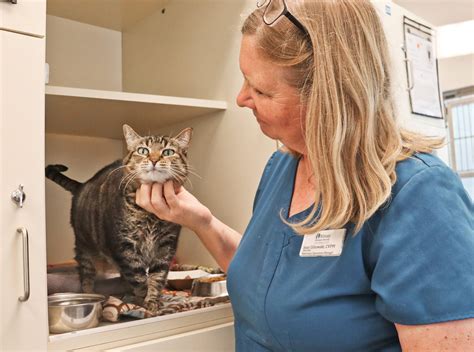 Kitsap Humane Society | February is Spay/Neuter Awareness Month