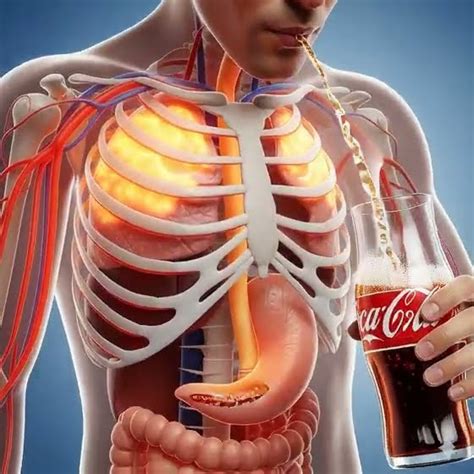 The Coca Cola Digestion Debate Separating Fact From Fad