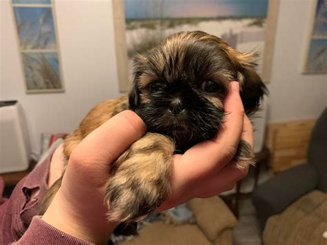 Look at her colors. She is much... - Zulas Shih Tzu of Maine
