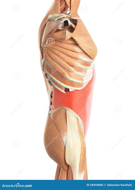 The Transversus Abdominis Royalty-Free Illustration | CartoonDealer.com