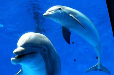 Minn. Zoo announces baby dolphin naming contest | MPR News