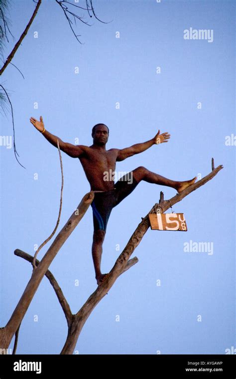 Jamaica Negril Ricks Cafe Cliff Diver jumping from a Tree Stock Photo ...