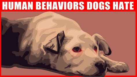 human behaviors dogs hate   youtube