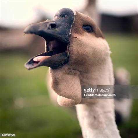 32 Goose Honking Stock Photos, High-Res Pictures, and Images - Getty Images