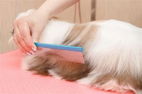 13 Simple Steps to Grooming A Shih Tzu At Home