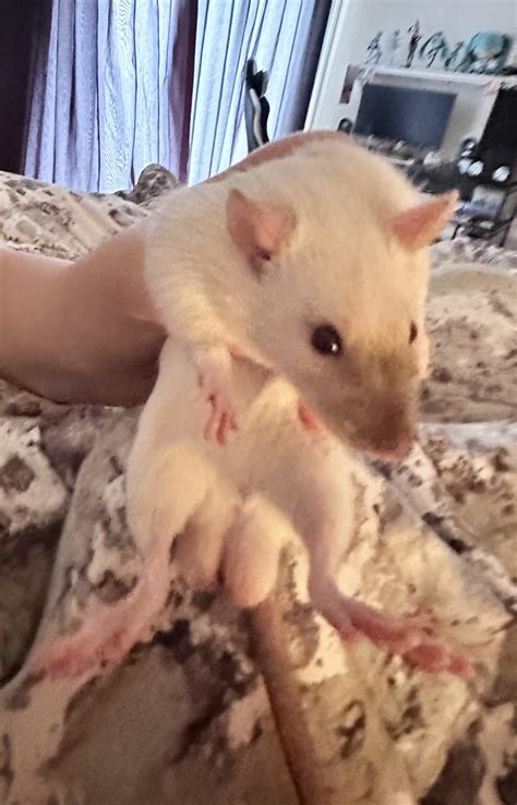 Why does he keep trying to lick the inside of my mouth? : r/RATS