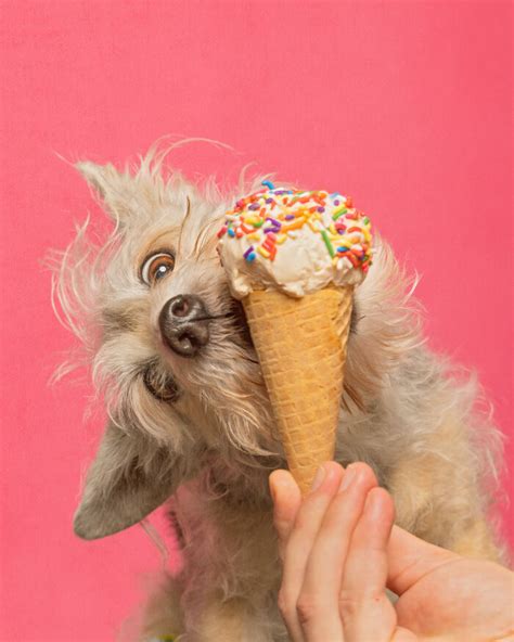 I Photographed Dogs Eating Ice Cream Cones And These Pictures Might ...