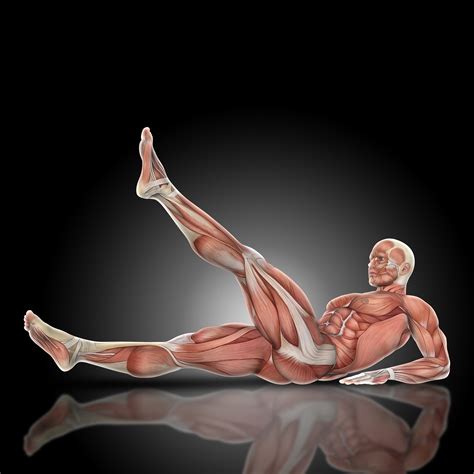 Quadriceps Muscles: Your Guide to Strength, Flexibility, and Injury