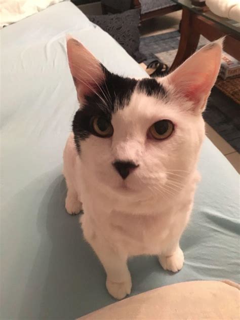 Met this cat in Germany. May I present Adolf Catler! : r/pics