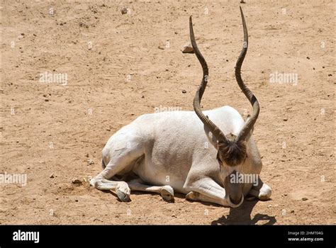 addax sahara  res stock photography  images alamy