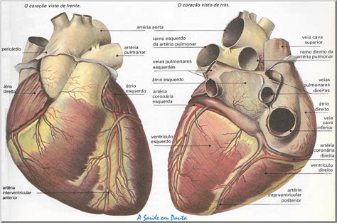 Anatomia Do Coração Humano