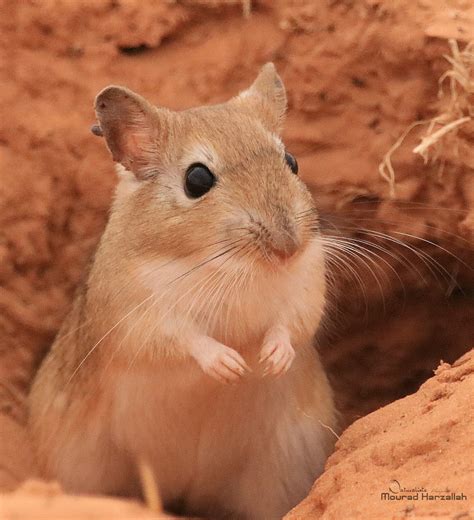 meriones crassus sundevall