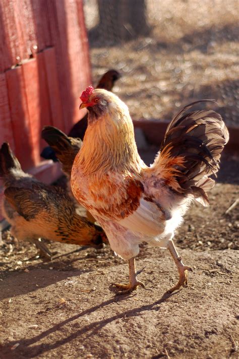 Farm Fresh Eggs | Bryarton Farm