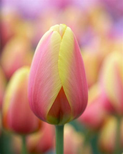 Tulipa Darwin Hybrid 'World Peace' Tulip from ADR Bulbs