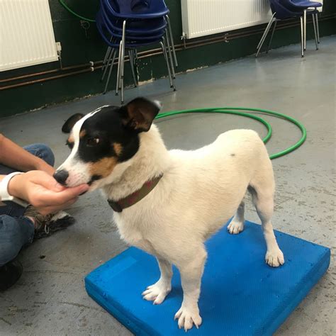 Preparing for Vet Visits