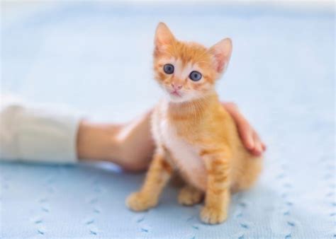 Kitten’s Development in the First Six Weeks – Top Dog Tips