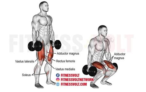 Dumbbell Squat (Legs) – Fitness Volt