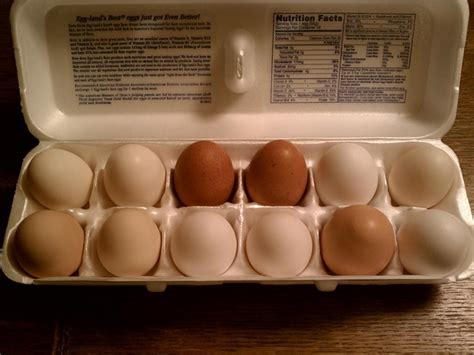 First Welsummer eggs | BackYard Chickens - Learn How to Raise Chickens