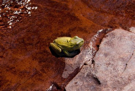 Mount Roraima Animals