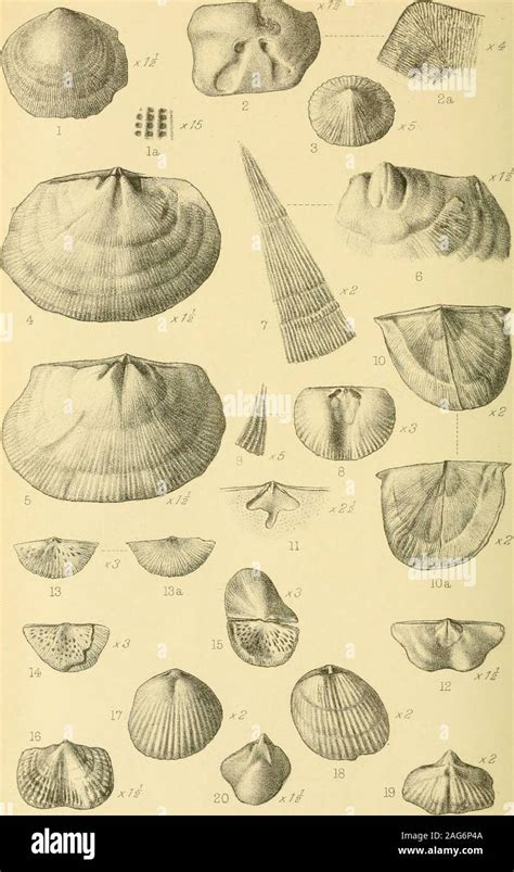 ovoid shape  res stock photography  images alamy