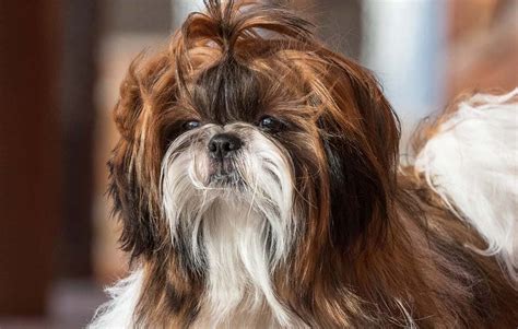 shih tzu breed profile     adopting  shih tzu