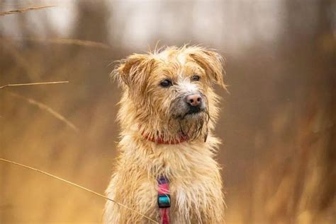 12 Potential Causes Of Dog Vomiting Blood