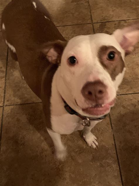 Owners are debating why a mut dog is better than a purebred 2