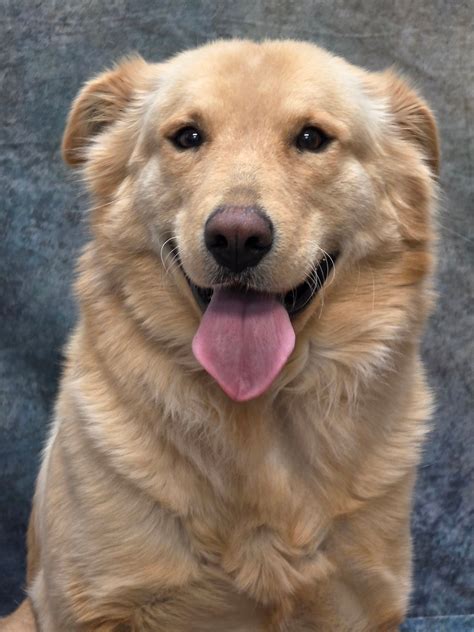 animal shelter azle tx 12