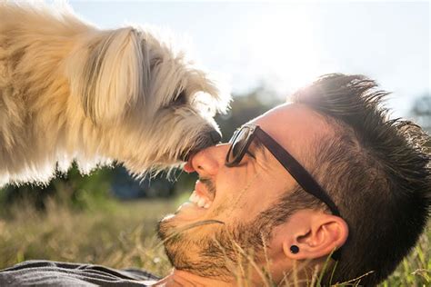 dog licks  petsetcom