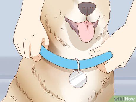 how to license your dog