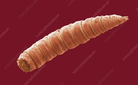 house fly maggot sem stock image  science photo library