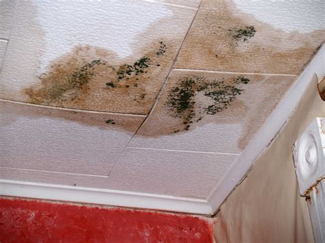 What Causes Mold On Bedroom Ceiling at Joyce Christenson blog