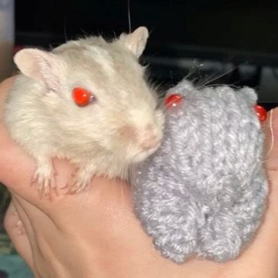 Knitted Gerbil 23 CP Nutmeg or Agouti - Etsy
