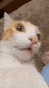 omaga cat gif omaga cat discover share gifs