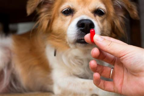 Imodium for Dogs: Proper Uses and Dosage