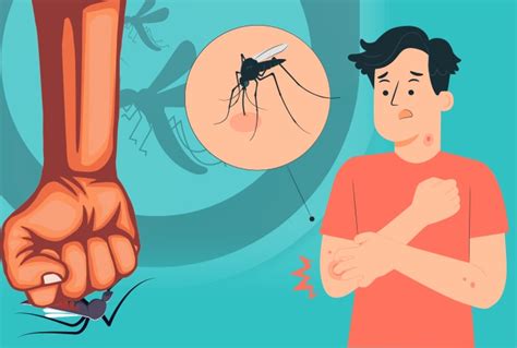 dengue fever    crucial stages  mosquito borne disease