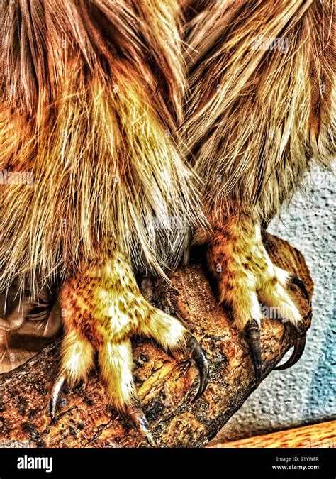 Portrait of owl talons and feet on log Stock Photo - Alamy