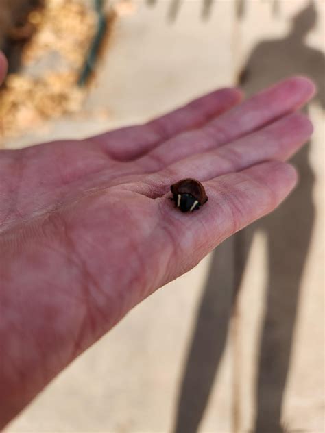 Found this Leconte's giant lady beetle (or, rather, she found me when