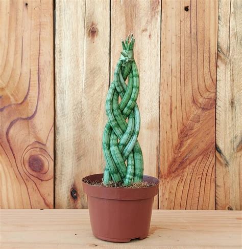 Espada De São Jorge Redonda - Espada de São Jorge Sansevieria Trançada Pote 10 - Compre online ...