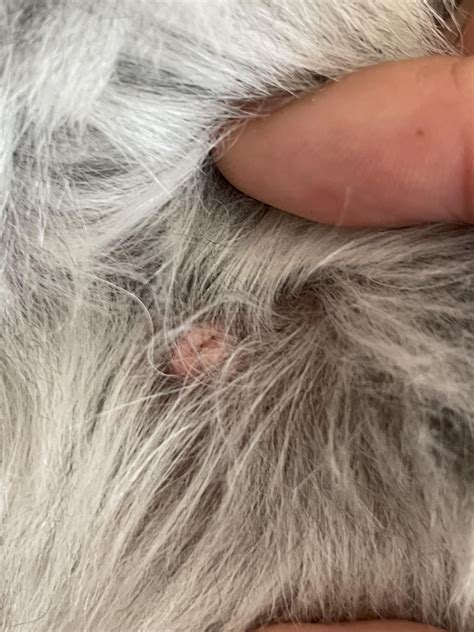 Found a concerning wart on my dog : r/DogAdvice