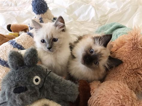 Is There A Dog Breed That Looks Like A Cat