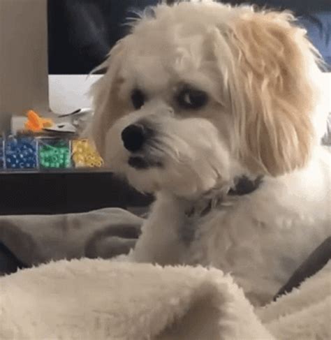 Dog Side Eye Meme - Dog Side eye Stare - Discover & Share GIFs