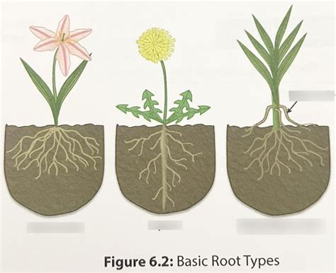basic root types diagram quizlet