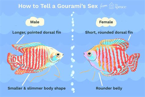 Male and Female Gourami Fish - Together | Mating | Fighting - SeaFish