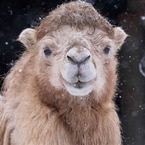 kamel store norske leksikon